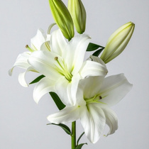 Другие искусственные цветы