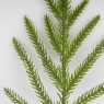 Декоративная ветвь 