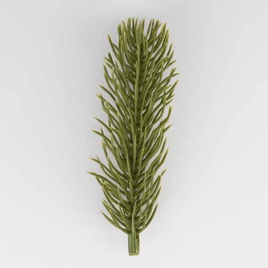Декоративна гілка 