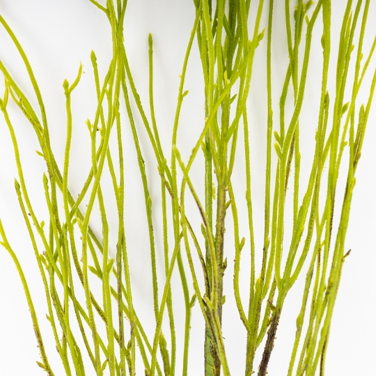 Штучна гілка, зелена, 94 см (9259-027)