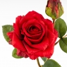 Роза 