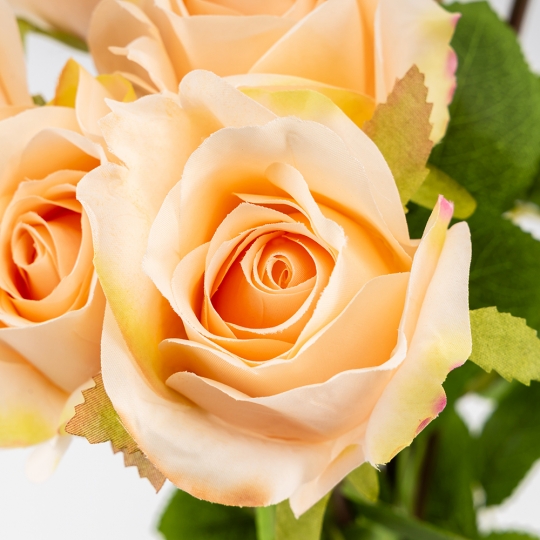 Букет роз, 8 бутонов, кремовый, 48 см (9259-054)