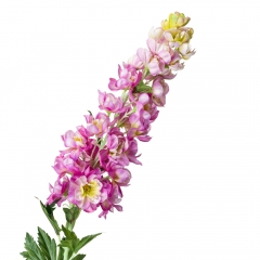 Люпин, бузковий (8721-018)