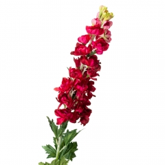 Люпин, червоний (8721-020)