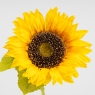 Искусственный подсолнух, желтый, 47 см (2026-025/orange)