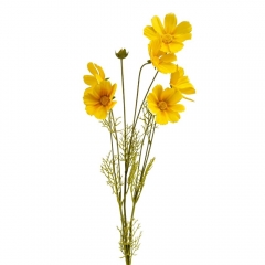 Космея жовта, 90 см (010FO)