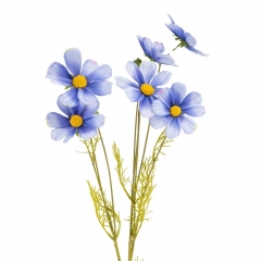 Космея блакитна, 90 см (012FO)