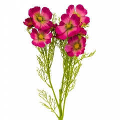 Космея червона, 78 см (014F/red)