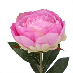 Півонія рожева, 79 см (033FS-PL)