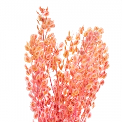 Лунарія, рожева (8430-031)