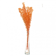 Лунарія, помаранчева (8430-033)