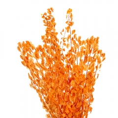 Лунарія, помаранчева (8430-033)