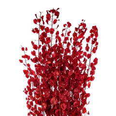 Лунарія, бордо (8430-034)