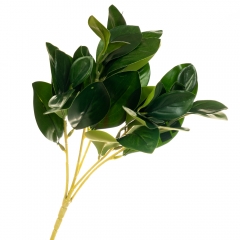 Гілка Фікуса (8001-010)