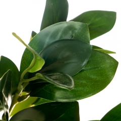 Гілка Фікуса (8001-010)
