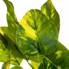 Гілка філодендрону кольору меланж (8001-013)