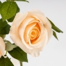Искусственная роза с 3 бутонами, кремовая, 60 см (9259-075)