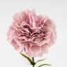 Искусственная гвоздика, пудровая, 51 см (9259-087)