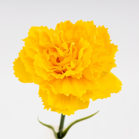 Искусственная гвоздика, желтая, 51 см (9259-088)