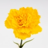 Искусственная гвоздика, желтая, 51 см (9259-088)