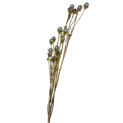 Сухоцвіт синій (8430-043)