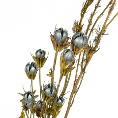 Сухоцвіт синій (8430-043)