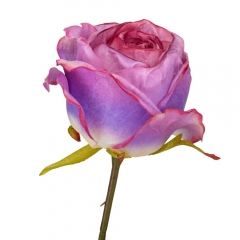 Роза "Лора", фиолетовая, 66 см (9160-029)