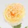 Искусственный ранункулюс с 3 бутонами, кремовый, 50 см (9259-134)