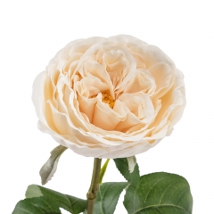 Искусственная пионовидная роза "Леонора", кремовая, 67 см (9213-038)
