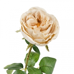 Искусственная пионовидная роза "Белла", белая, 67 см (9213-041)