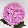 Искусственная гортензия, сиреневая, 93 см (2024-009)