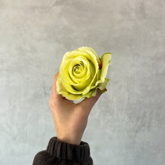 Головка розы, зеленая, 8 см (8502-008/1)