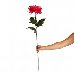 Хризантема "Сладкая вата", розовая (2000-076PH)