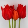 Букет латексних тюльпанів, 5 бутонів, червоний, 50 см (2026-001/red)