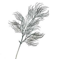 Гілка верби хвиляста, сірувато-блакитна (8408-040)