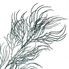 Гілка верби хвиляста, сірувато-блакитна (8408-040)