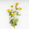 Искусственные бархатцы, желтые, 84 см СПАСЕННАЯ ПОЗИЦИЯ (9259-036)