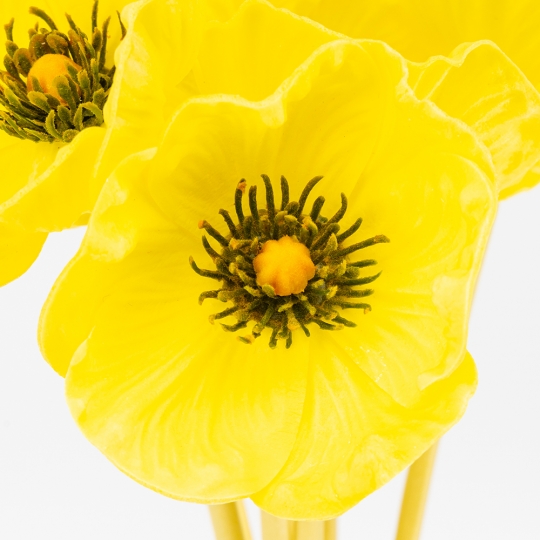 Букет маків, 7 бутонів, жовтий, 35 см ВРЯТОВАНА ПОЗИЦІЯ (9259-080)