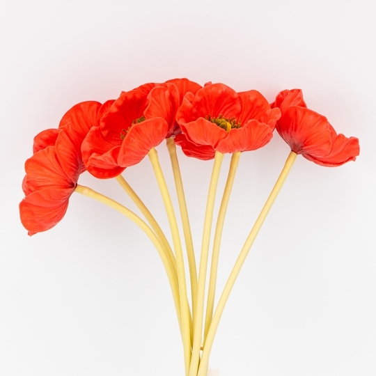 Букет маков, 7 бутонов, красный, 35 см СПАСЕННАЯ ПОЗИЦИЯ (9259-082) Букет маков, 7 бутонов, красный, 35 см СПАСЕННАЯ ПОЗИЦИЯ (9259-082)