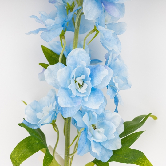 Дельфиниум 