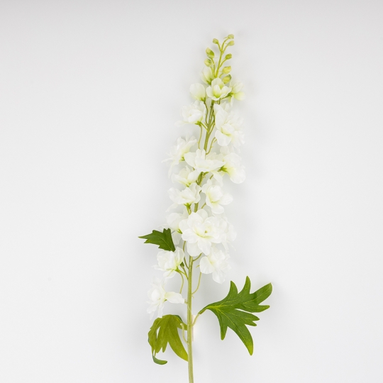 Дельфиниум Дельфиниум