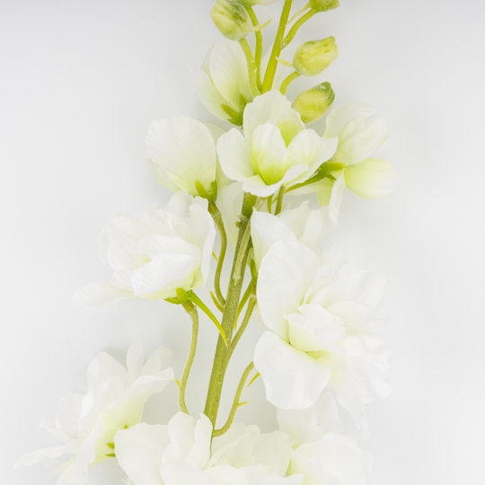 Дельфиниум Дельфиниум