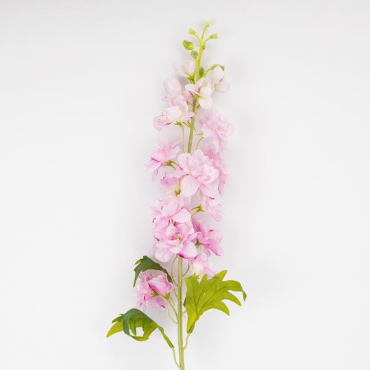 Дельфиниум Дельфиниум