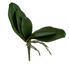 Листья орхидеи (8921-002)