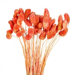 Стабілізований фалярис, помаранчевий (8430-035)