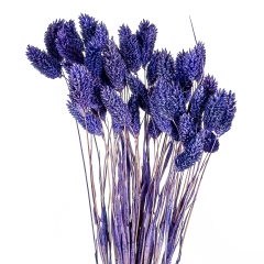 Стабілізований фалярис, синій (8430-036)