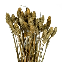 Стабілізований фалярис, оливковий (8430-037)