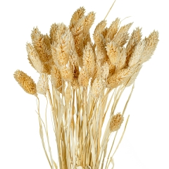 Стабілізований фалярис, бежевий (8430-038)