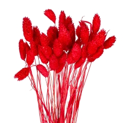 Стабілізований фалярис, червоний (8430-039)