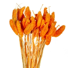 Стабілізований фалярис, червоно-жовтогарячий (8430-041)